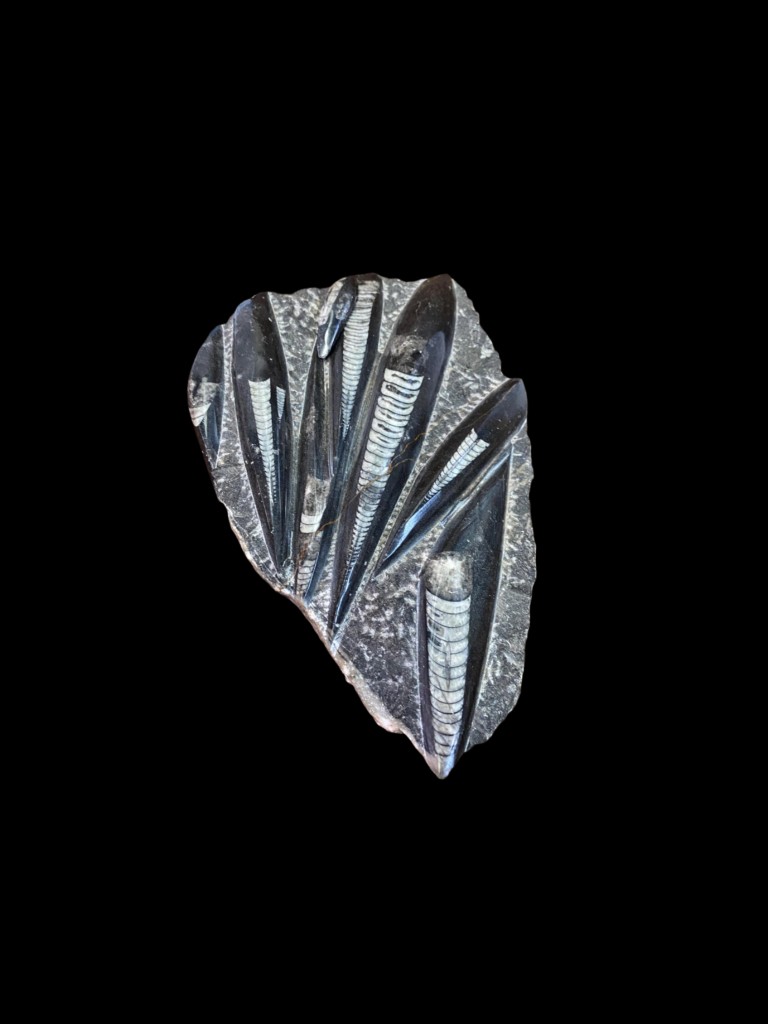 Placa pulimentada con cefalópodos ortocónicos en matriz oscura