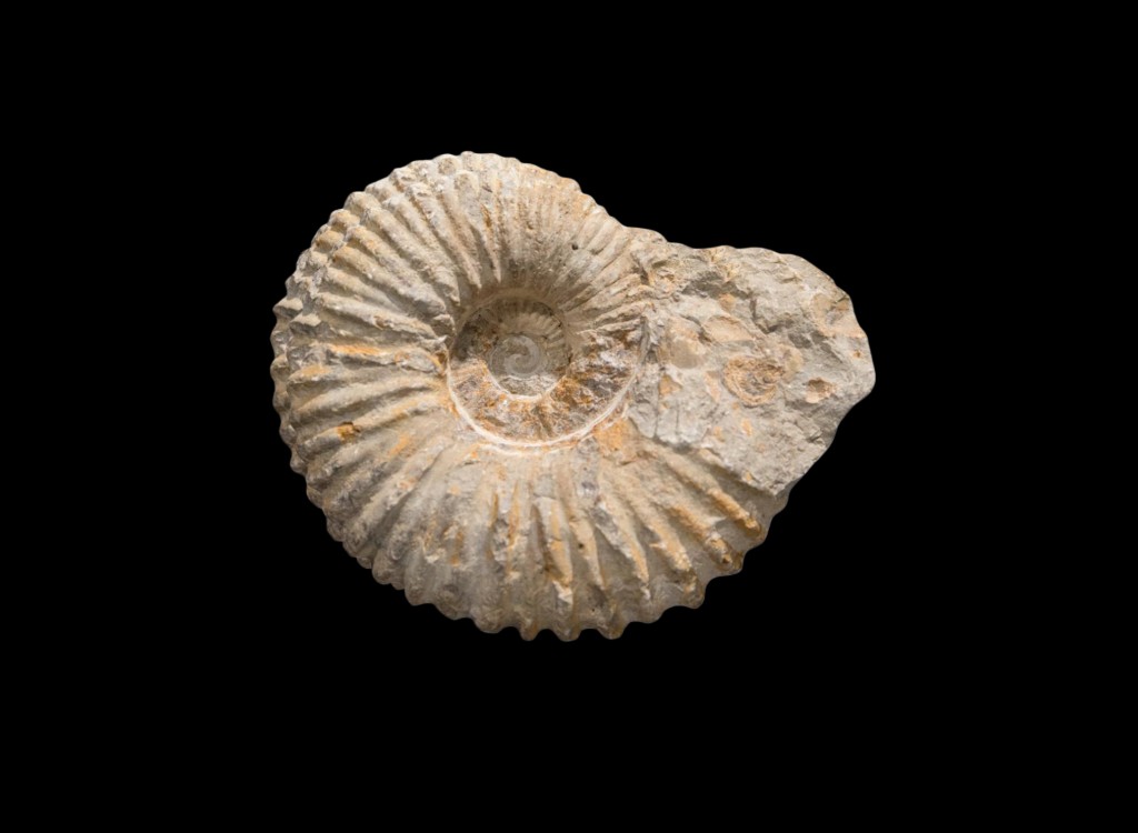 Ammonite — sección pulida