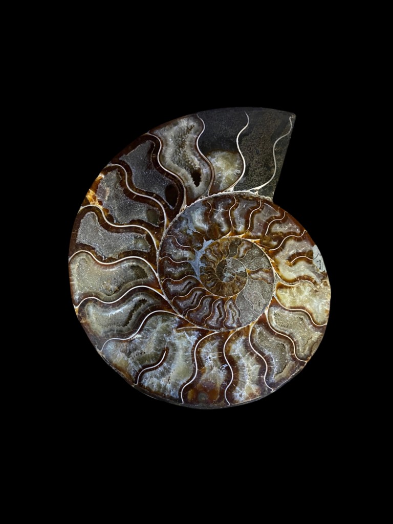 Fragmento de roca con textura bandeada y zonas claro-oscuro